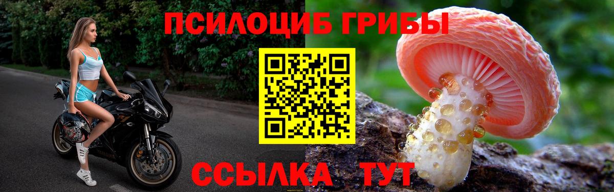 Галлюциногенные грибы Psilocybe Алейск